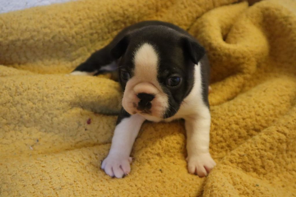 de la Grange Enchantée - Chiot disponible  - Boston Terrier