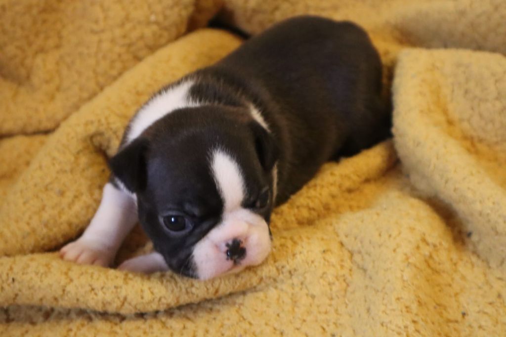 de la Grange Enchantée - Chiot disponible  - Boston Terrier