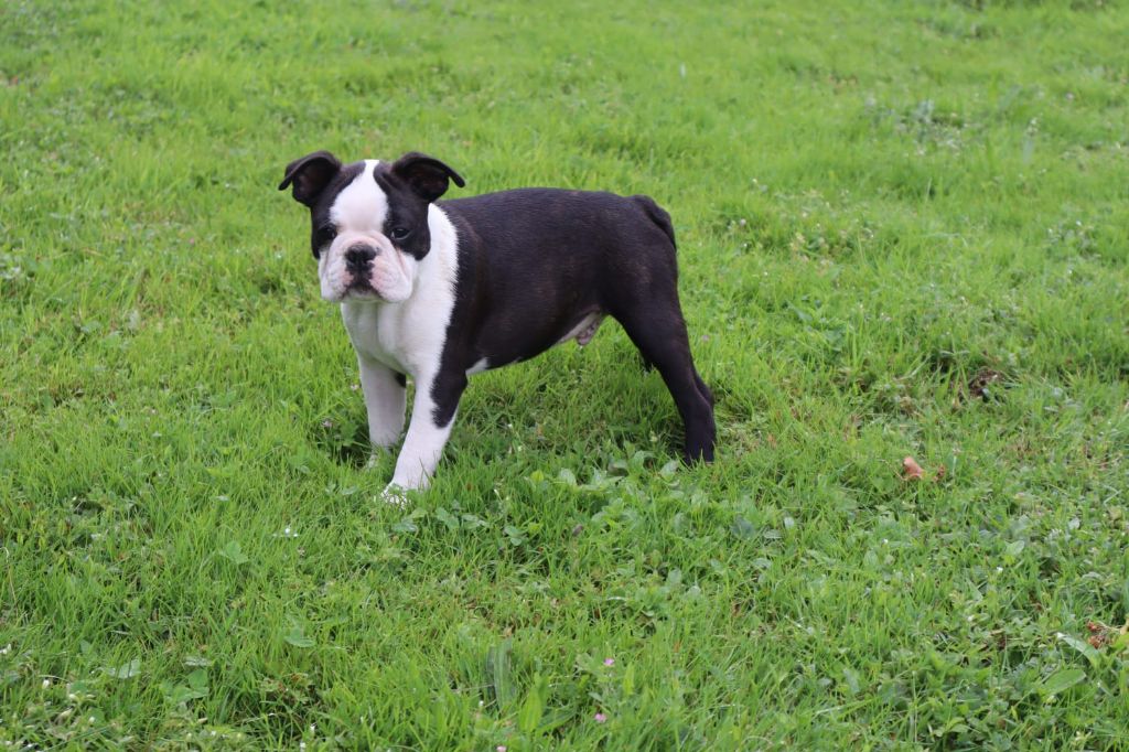 de la Grange Enchantée - Chiot disponible  - Boston Terrier