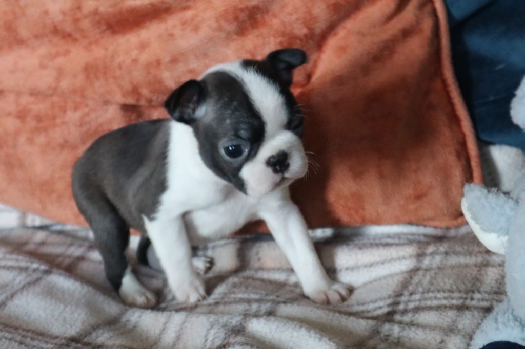 de la Grange Enchantée - Chiot disponible  - Boston Terrier