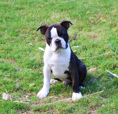 de la Grange Enchantée - Boston Terrier - Portée née le 07/07/2024