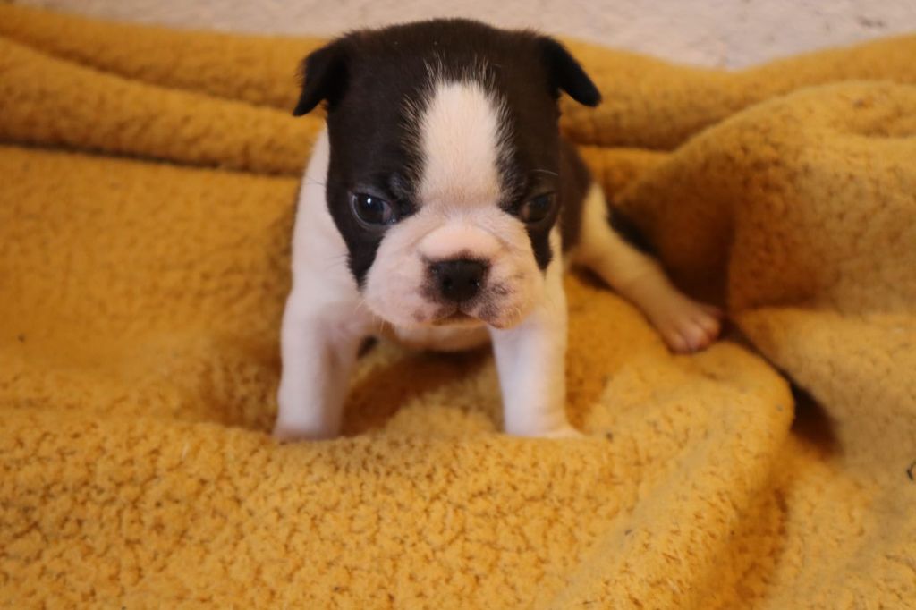 de la Grange Enchantée - Chiot disponible  - Boston Terrier