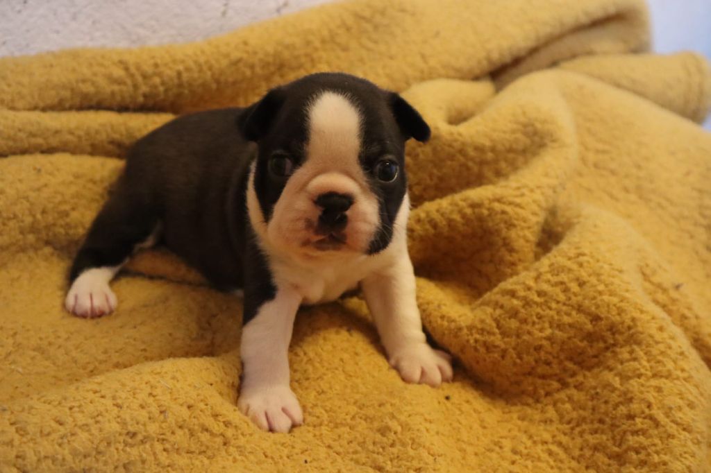 de la Grange Enchantée - Chiot disponible  - Boston Terrier