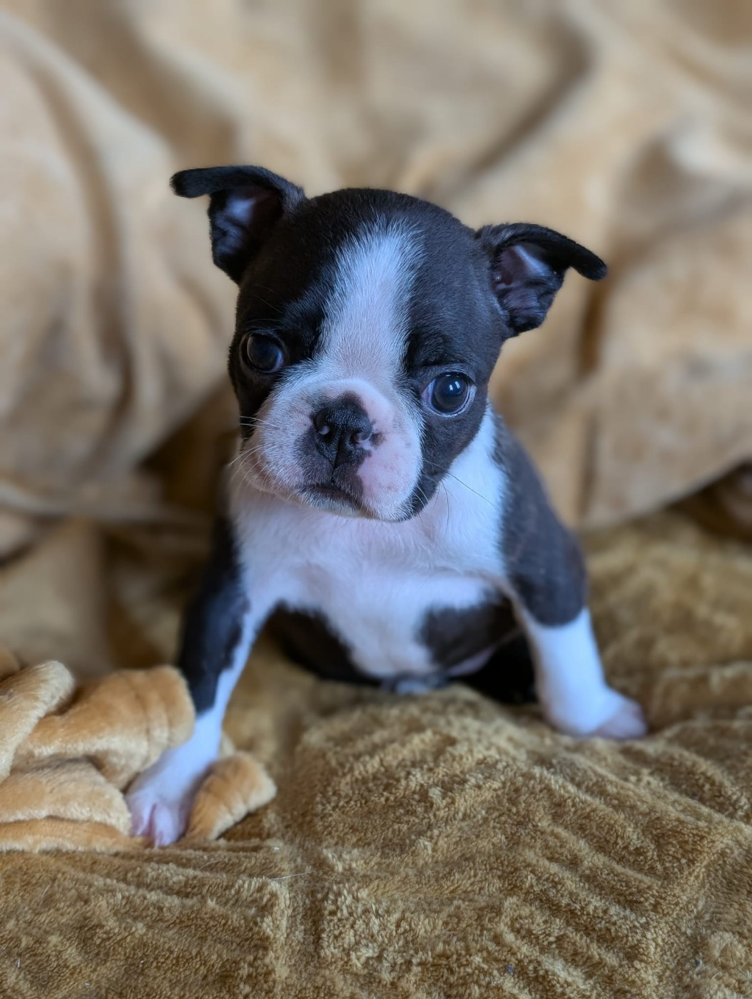 Les bébés de Tchikita 😍