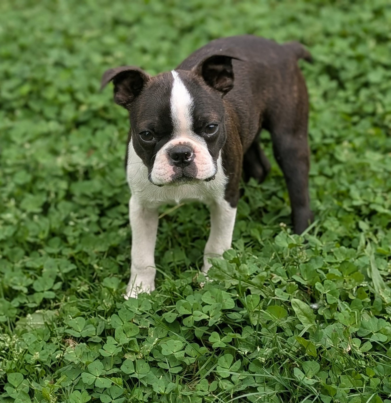 Le petit Boston attend une famille
