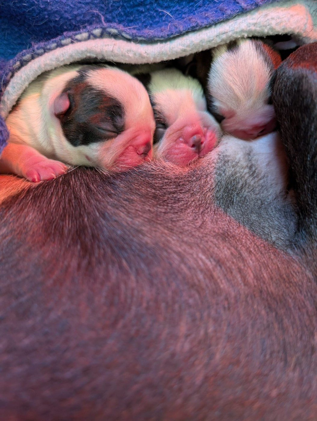 Les petits nouveaux