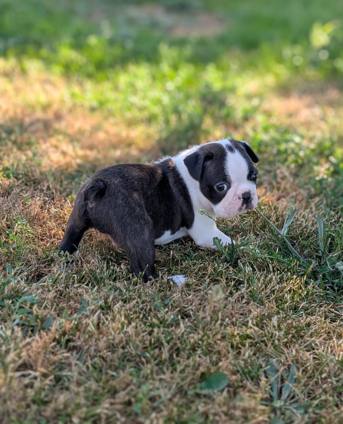 Le petit dernier