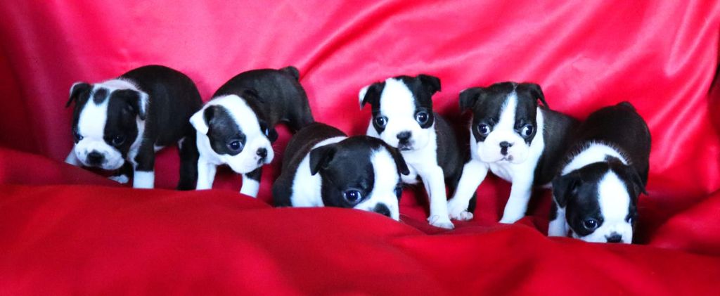 Les chiots de l'été 2025