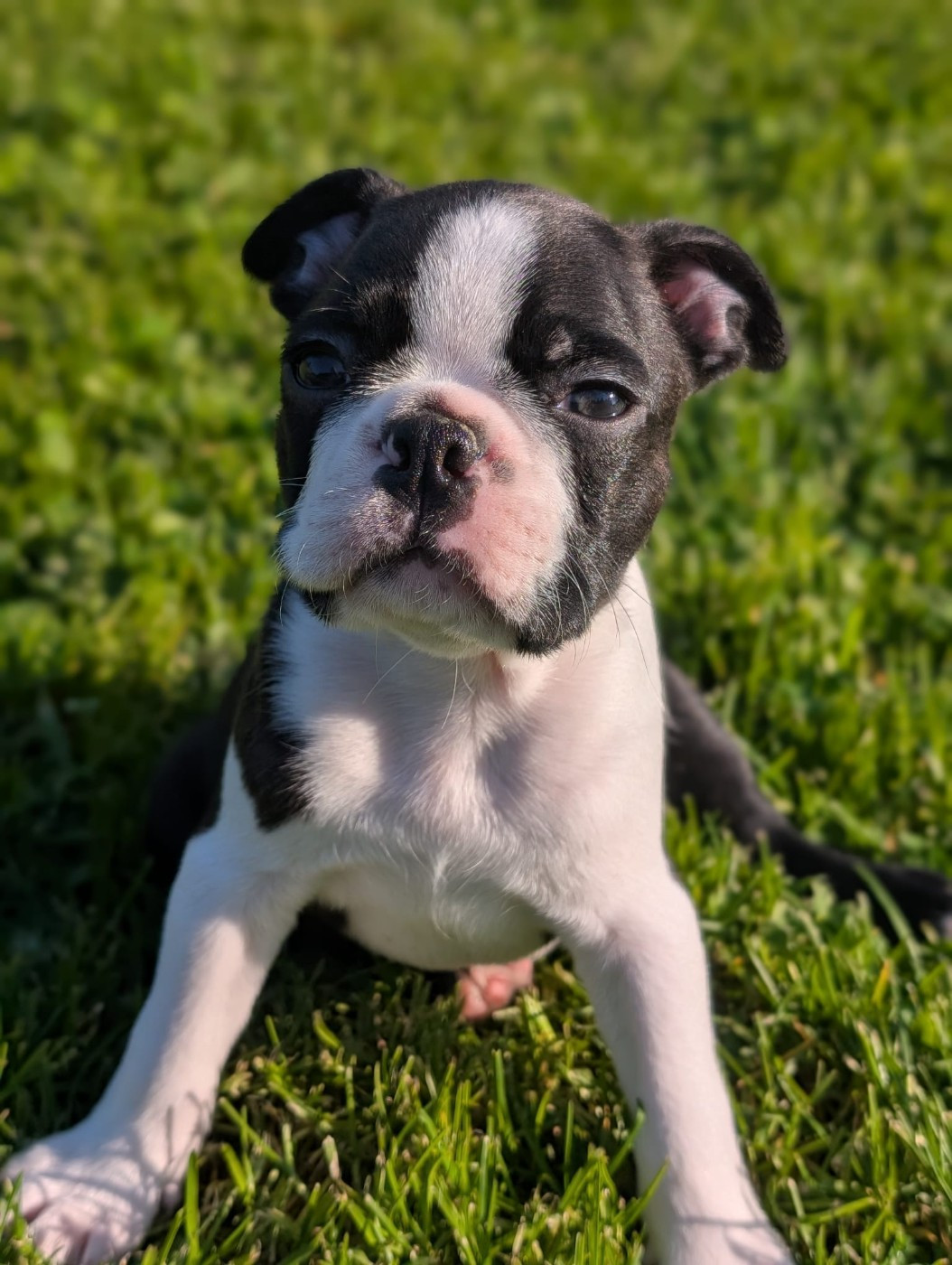 De La Grange Enchantée - Chiots disponibles - Boston Terrier