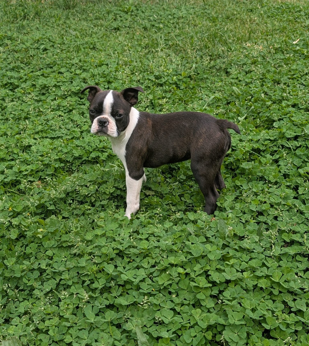 De La Grange Enchantée - Chiots disponibles - Boston Terrier