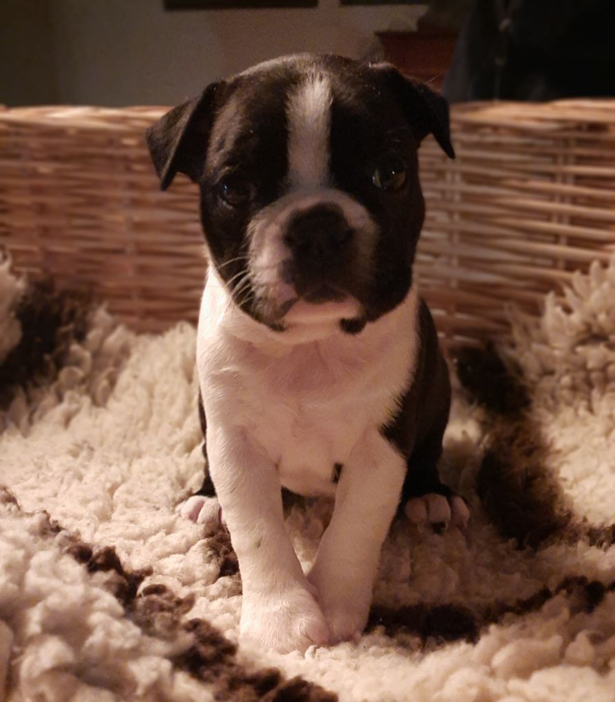 CHIOT