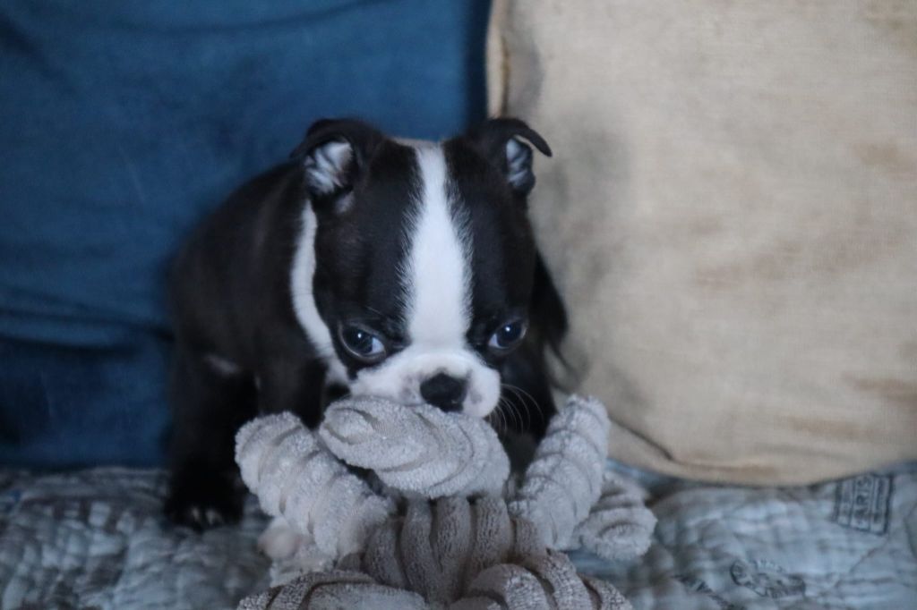 de la Grange Enchantée - Chiots disponibles - Boston Terrier