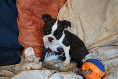 CHIOT 8