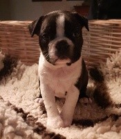 CHIOT