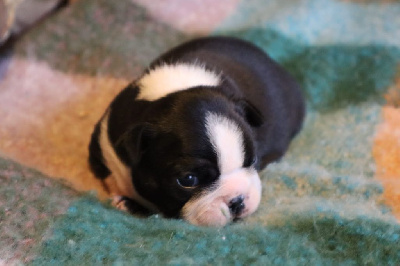 CHIOT 2