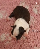 CHIOT