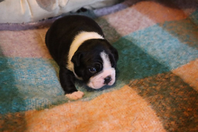 CHIOT 1