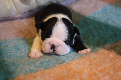 CHIOT 4
