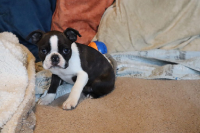 CHIOT 3