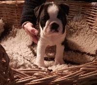 CHIOT