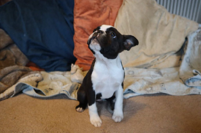 CHIOT 7