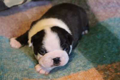 CHIOT 3
