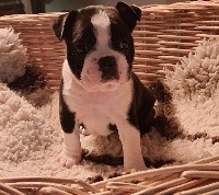 CHIOT