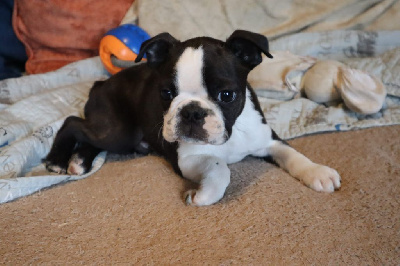 CHIOT 1