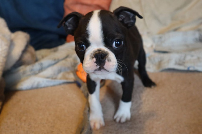 CHIOT 4