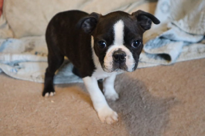 CHIOT 2