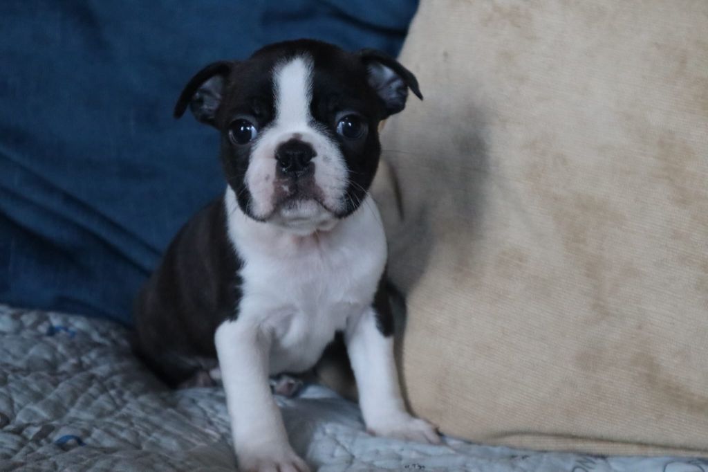 de la Grange Enchantée - Chiots disponibles - Boston Terrier