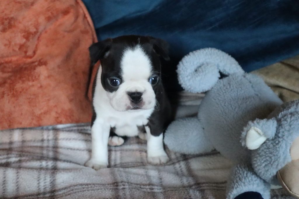 de la Grange Enchantée - Chiots disponibles - Boston Terrier