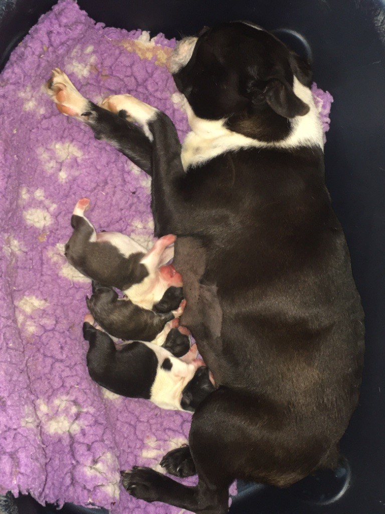 Chiot Boston Terrier de la Grange Enchantée