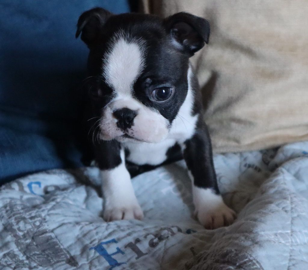 de la Grange Enchantée - Chiots disponibles - Boston Terrier